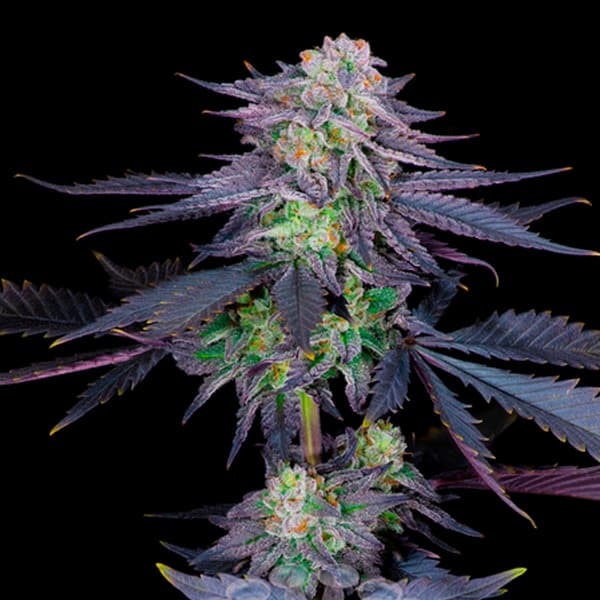 Runtz Seed > Sacred Terps | Feminized Cannabis   |  Indica